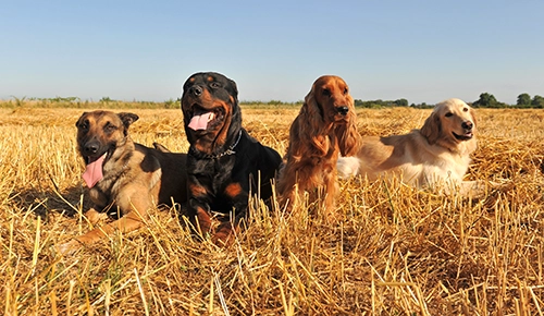 Dogs training outdoors