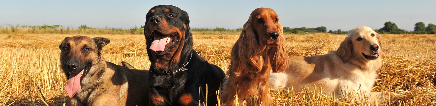 Complete Canine Training