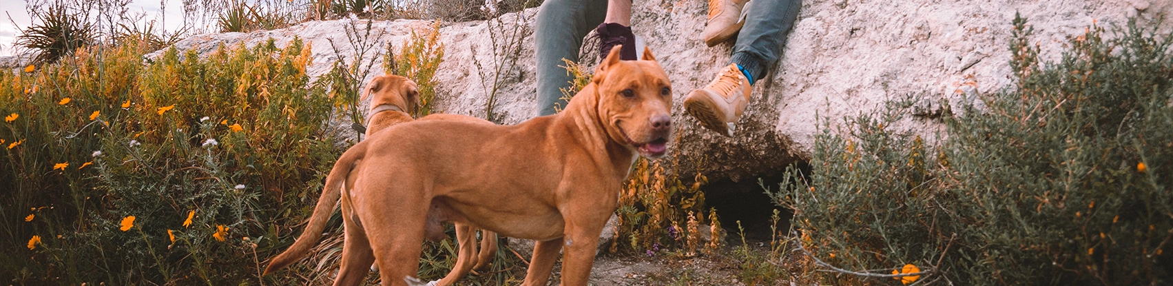 Complete Canine Training