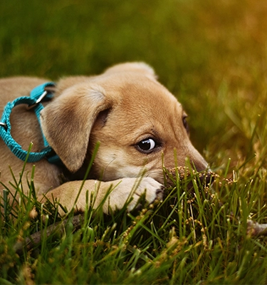 Dog profile